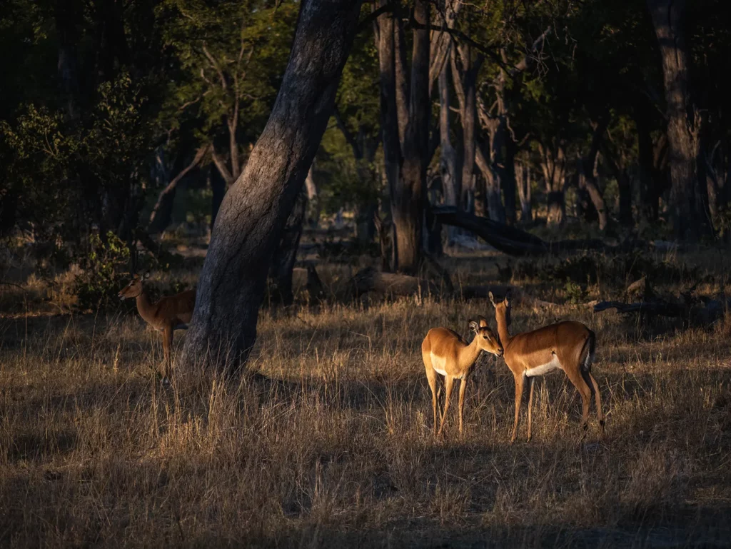 Impala in Khwai Community Area, Botswana