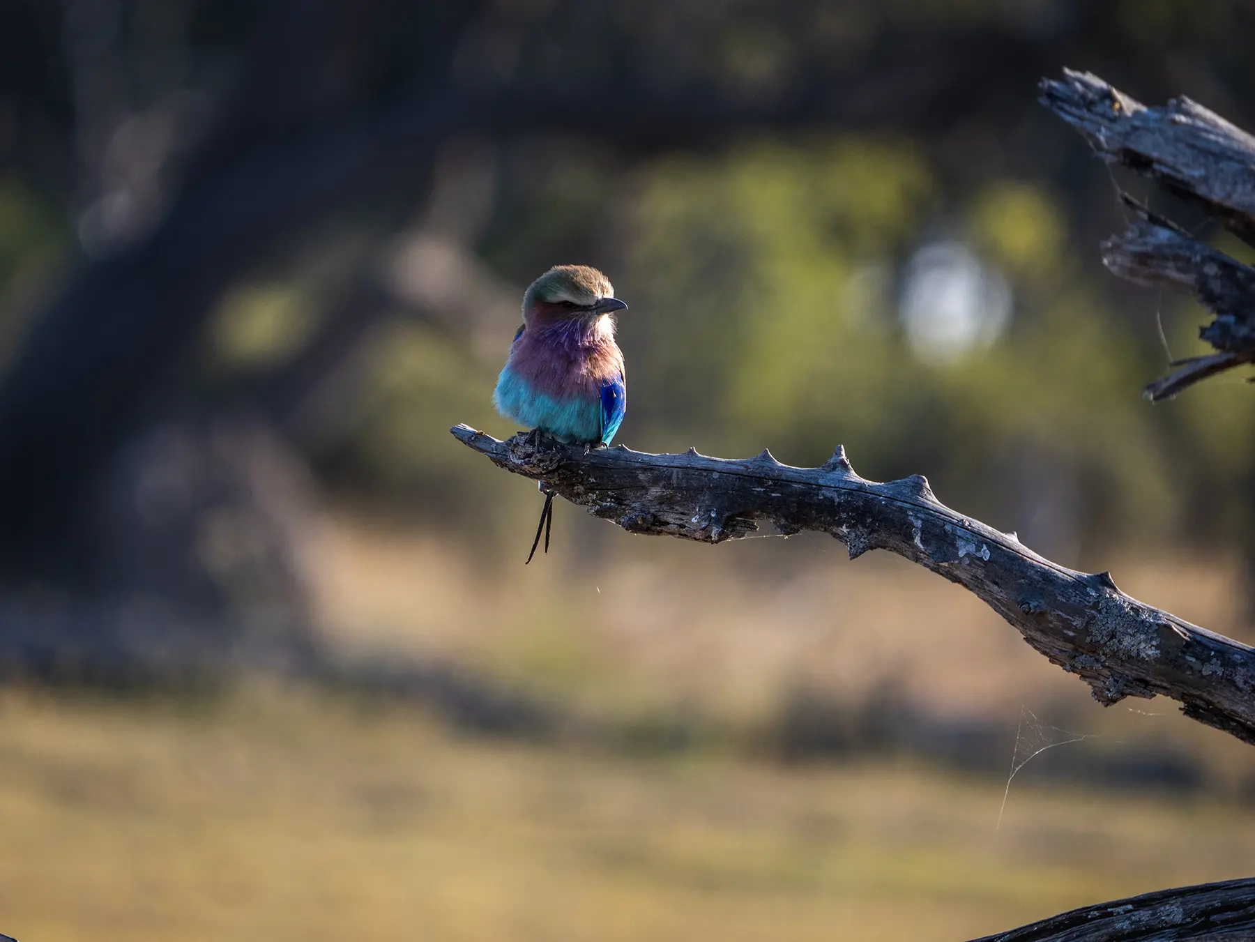 Lilac-breasted roller in Moremi Game Reserve, Botswana
