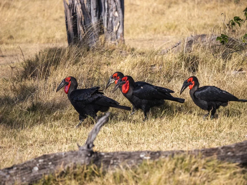 Southern ground hornbill in Moremi Game Reserve, Botswana
