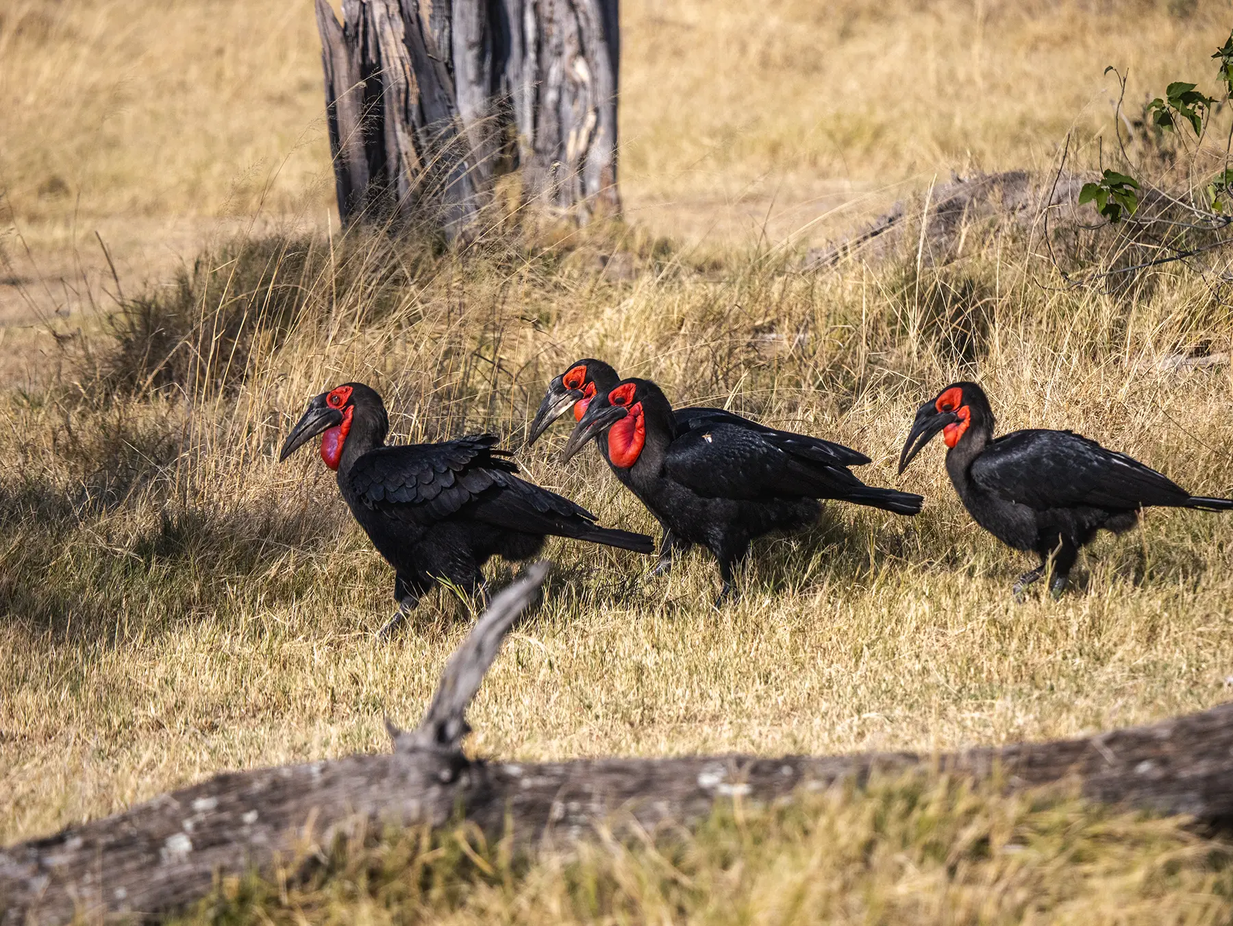 Southern ground hornbill in Moremi Game Reserve, Botswana