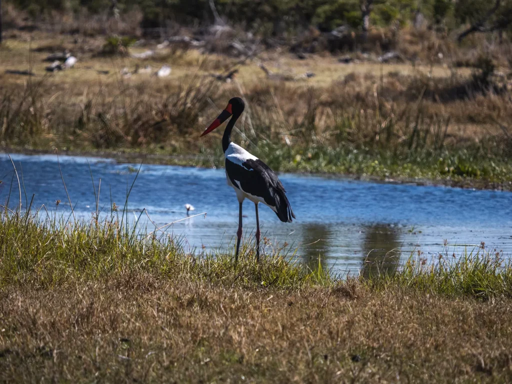 Saddle-billed stalk in Khwai Community Area, Botswana