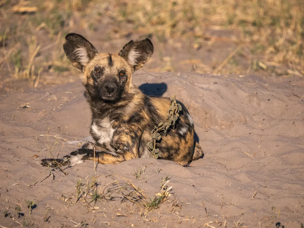 Wild dog in Savuti, Chobe National Park, Botswana