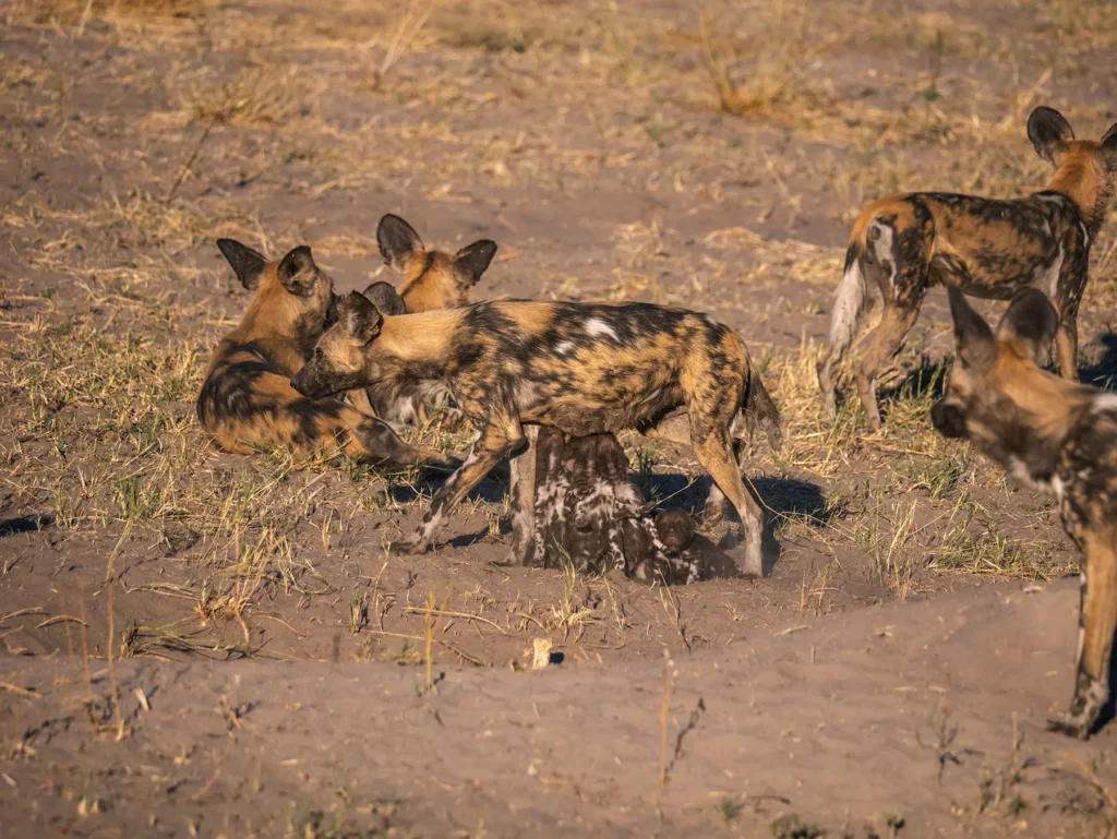Alpha Female wild dog feeding her litter of pups. Savuti, Chobe National park, Botswana