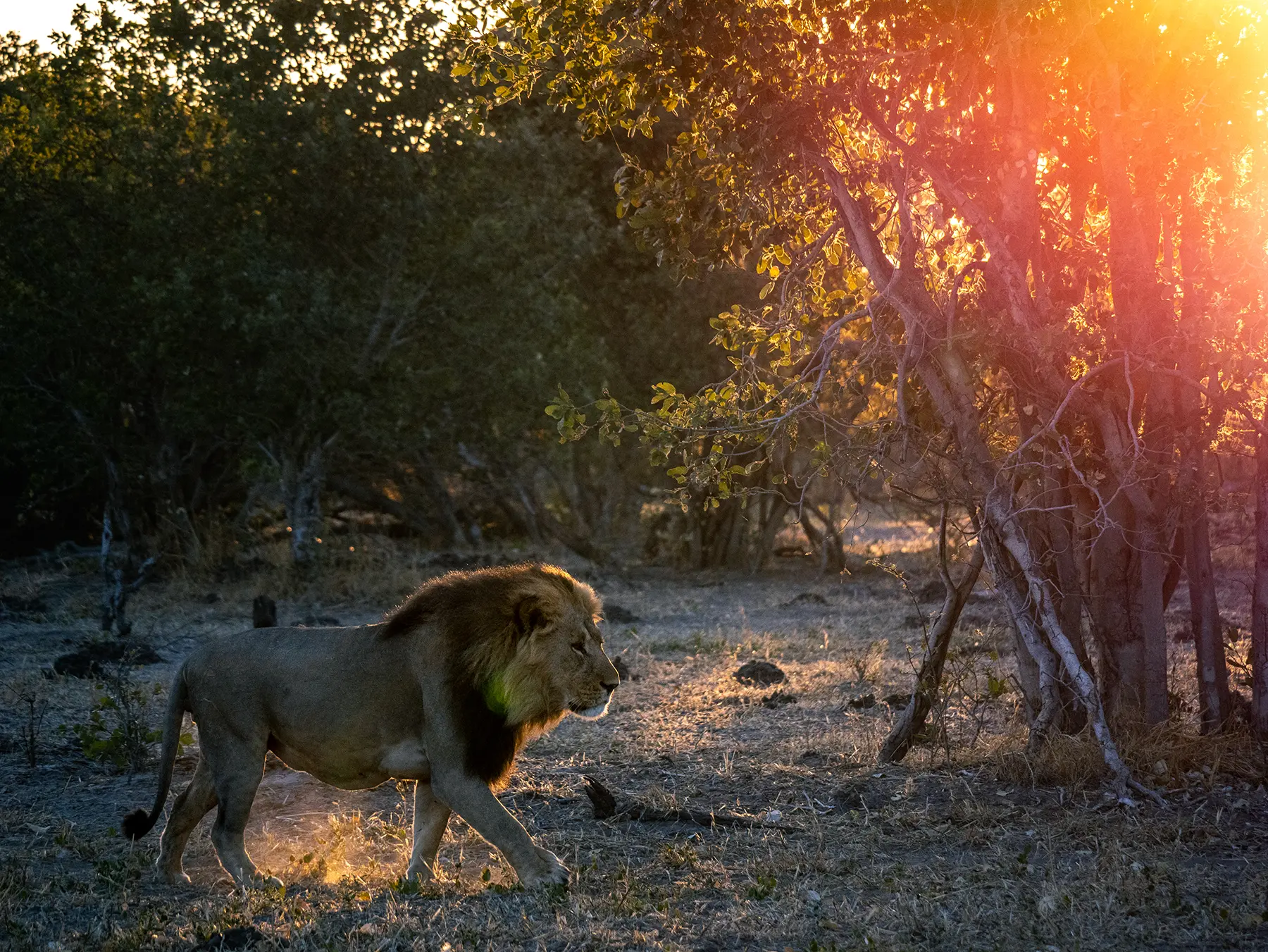Male lion in Savuti, Chobe National Park, Botswana