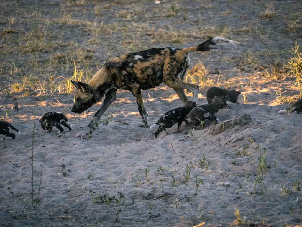 Wild dog with pups, Savuti, Chobe National Park, Botswana