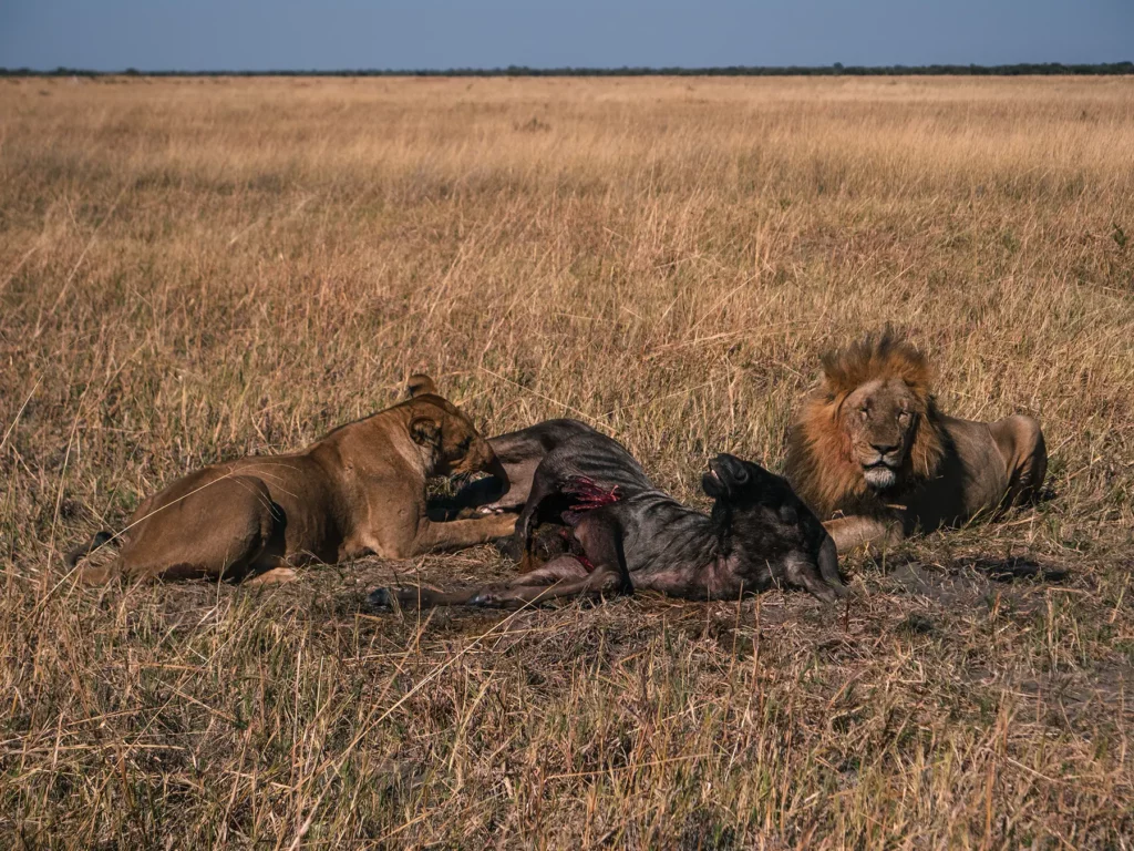 Lions by a kill in Savuti, Chobe National Park, Botswana