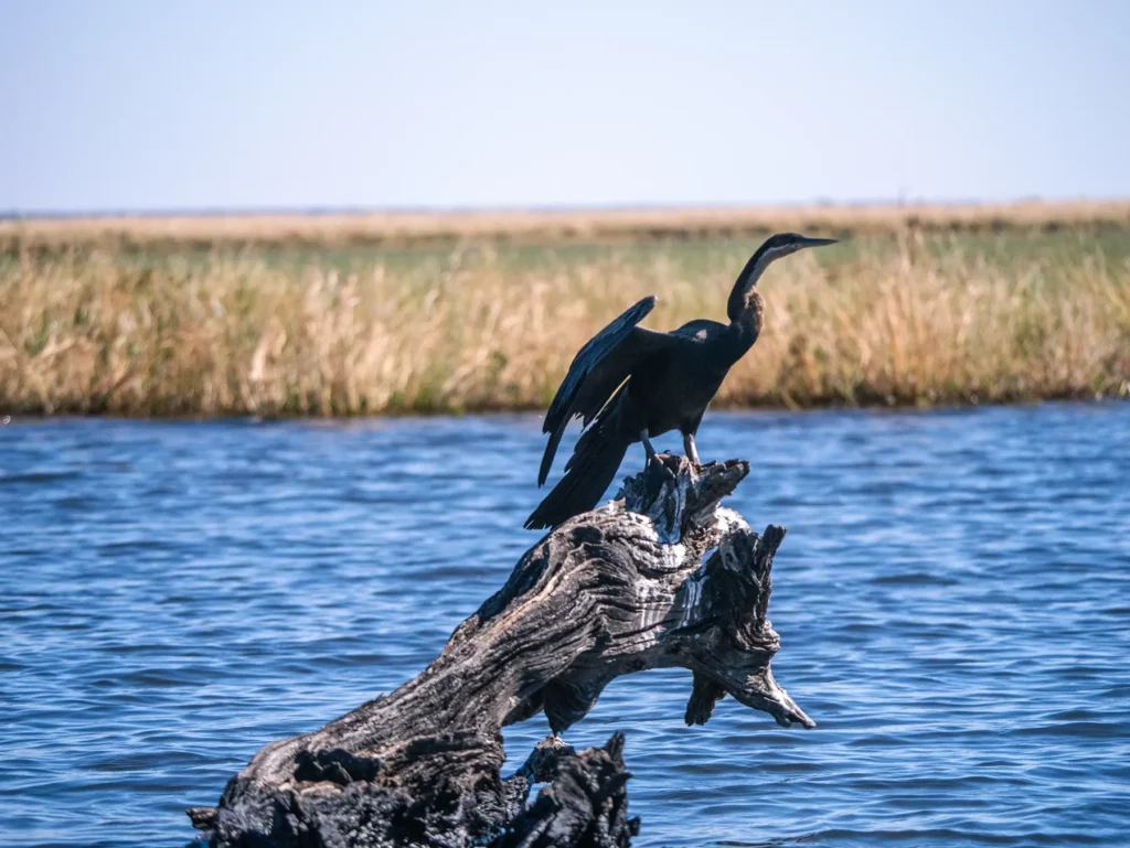 The African darter (Anhinga rufa) spotted on a Chobe Riverfront safari
