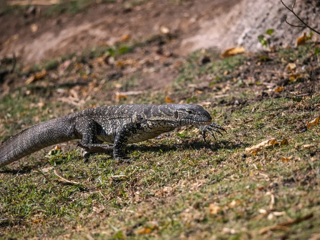 Water monitor spotted on a Chobe Riverfront safari