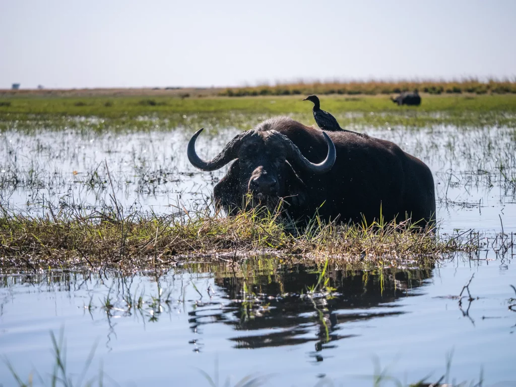 Old buffalo on Chobe River Front boat safari