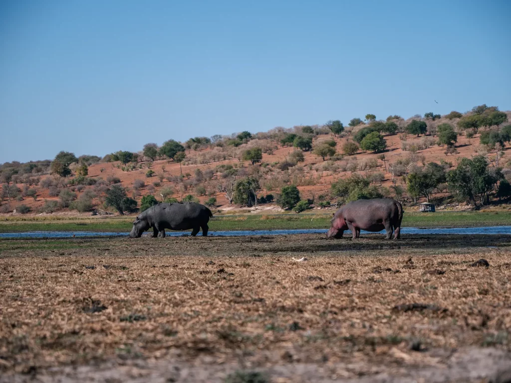 Hippos spotted on a Chobe Riverfront safari