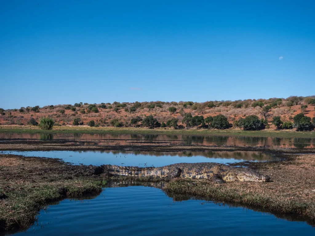 Crocodile spotted on a Chobe Riverfront safari
