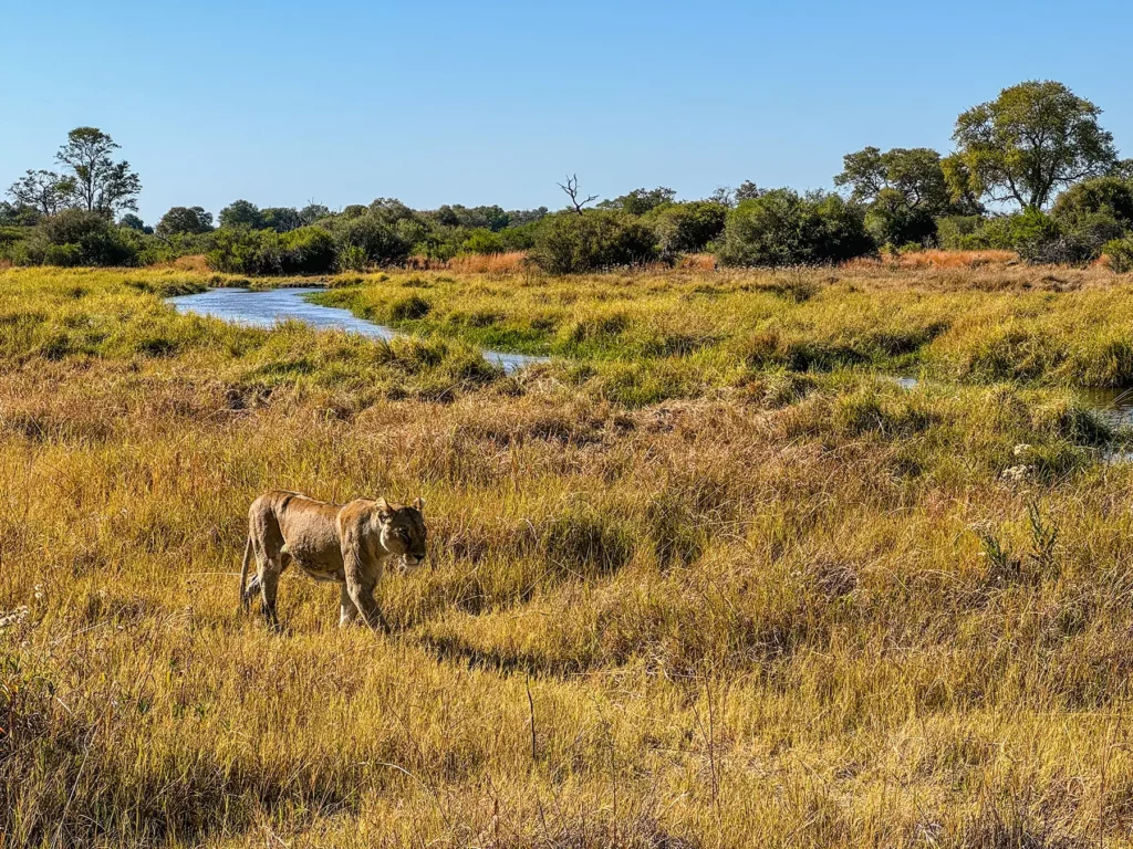 Lioness hunting in Khwai, Okavango Delta, Botswana