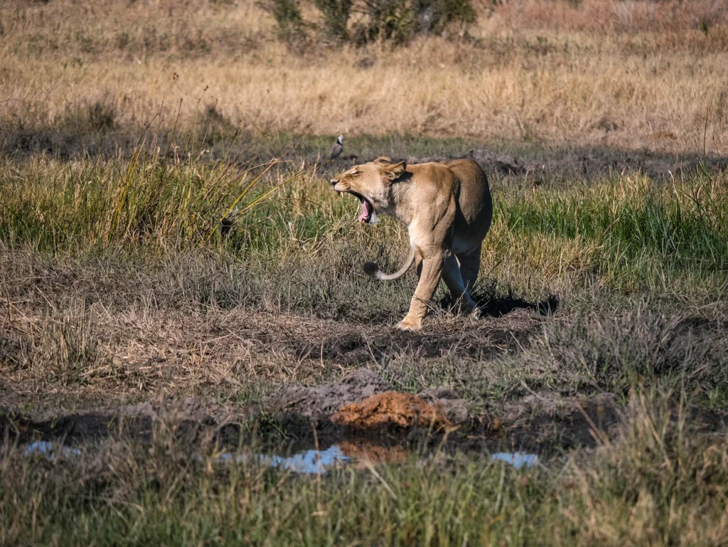 Lioness yawning in Botswana