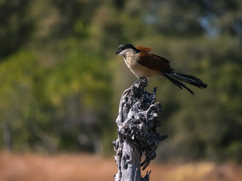 burchell's coucal bird, Khwai, Botswana