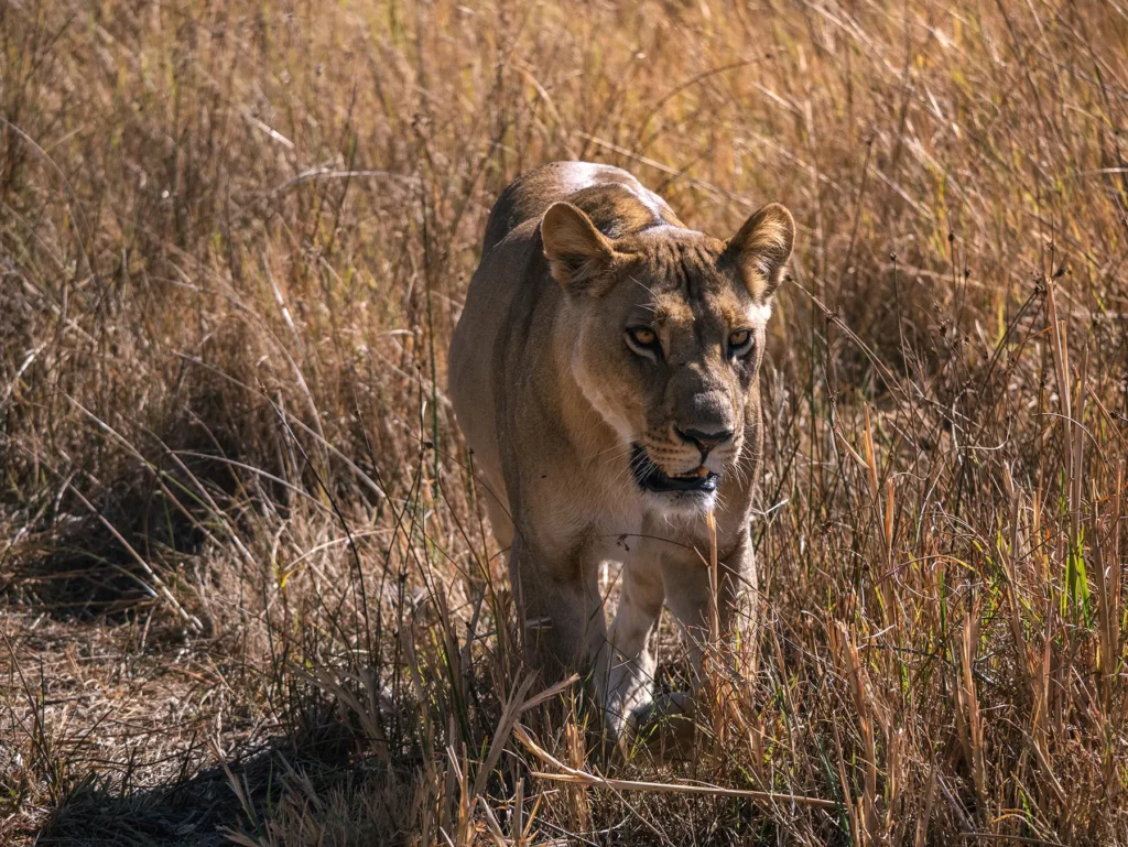 Lioness hunting in Khwai, Botswana