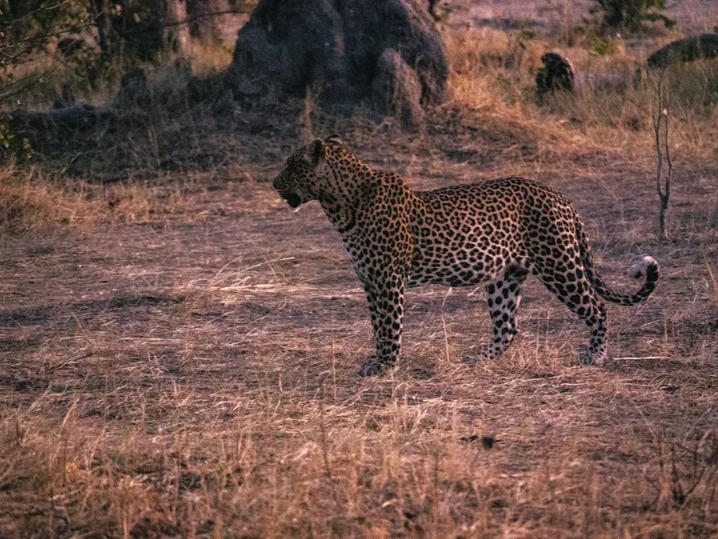 Leopard at sunset in Botswana