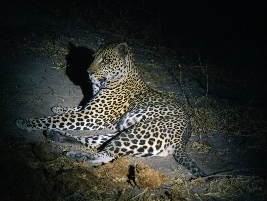 Leopard spotted on a night game drive in Khwai, Botswana