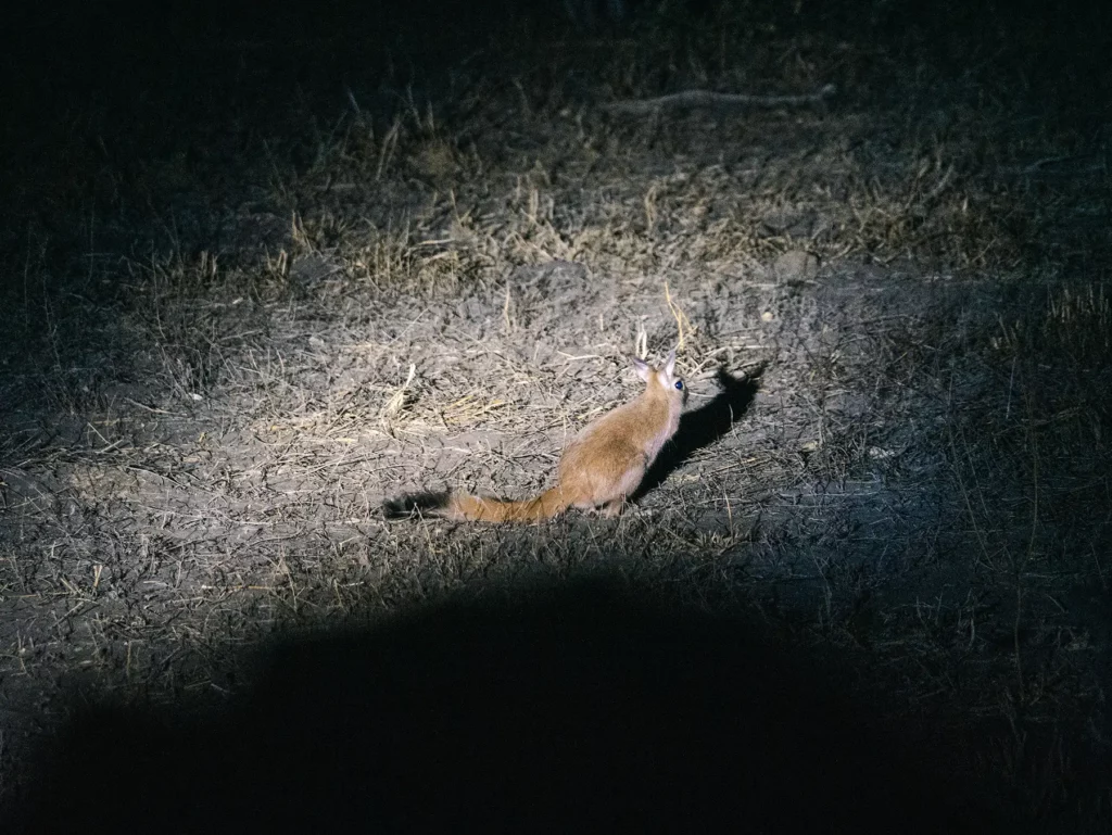South African springhare spotted on a night game drive in Khwai, Botswana