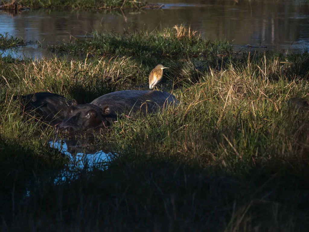 Hippos and a squacco heron on their backs
in Khwai Community Area, Botswana