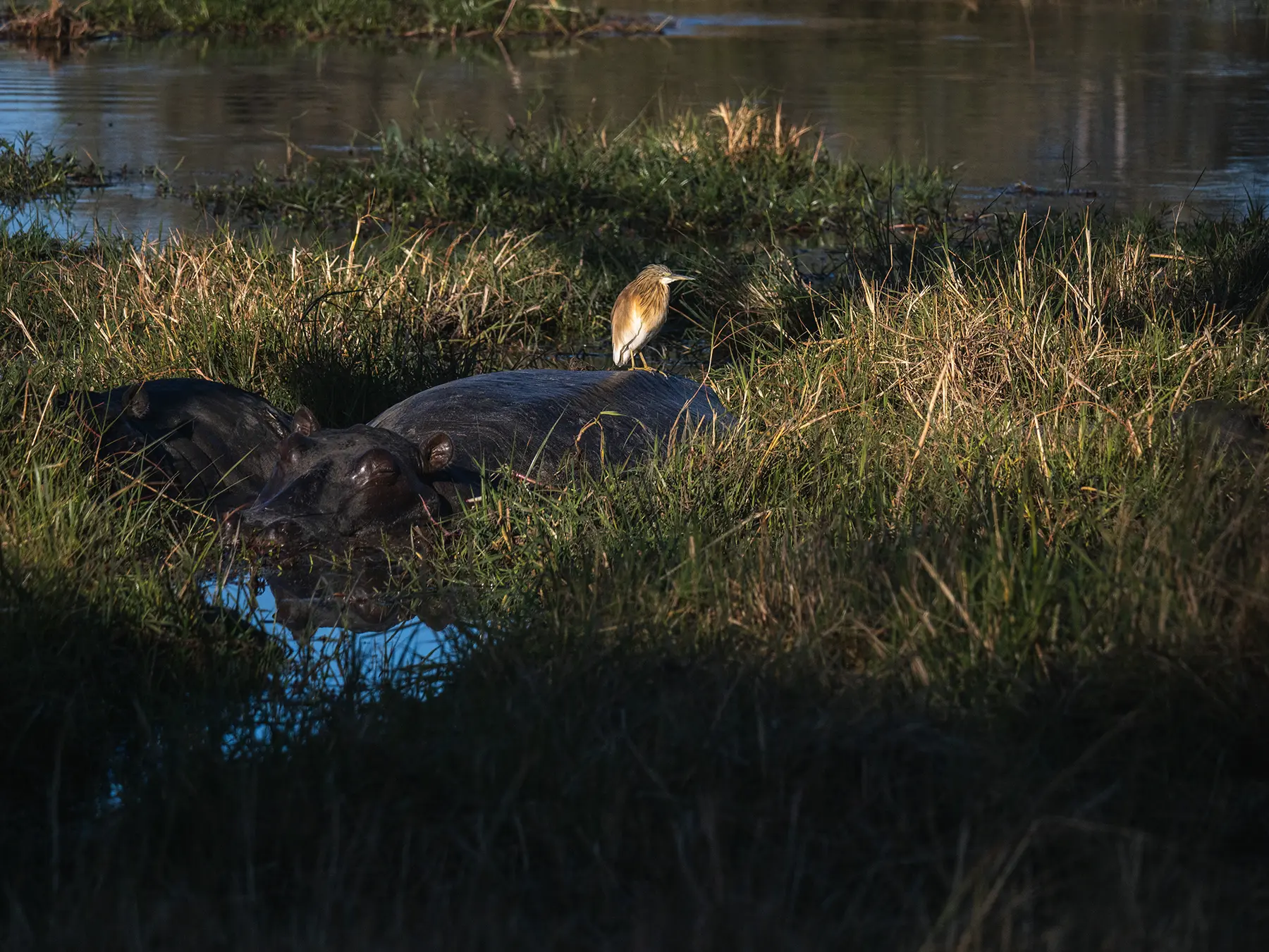 Hippos and a squacco heron on their backs in Khwai Community Area, Botswana