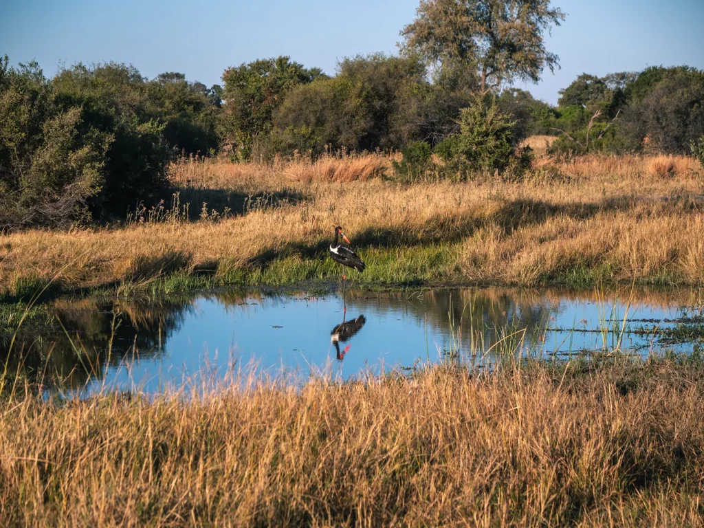 Saddle-billed stalk in Khwai Community Area, Botswana