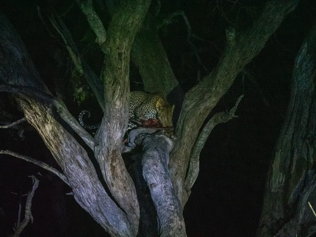 Leopard with kill in Khwai Community Area, Okavango Delta, Botswana