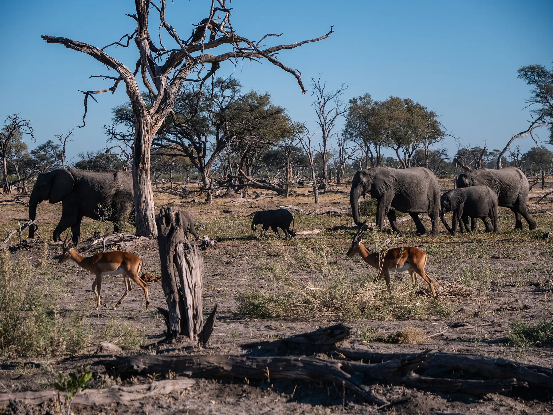 Elephants in Botswana
