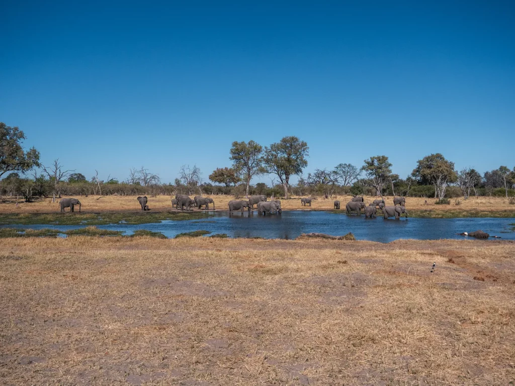 Elephants near the blue waters of the Okavango Delta in Moremi, Botswana