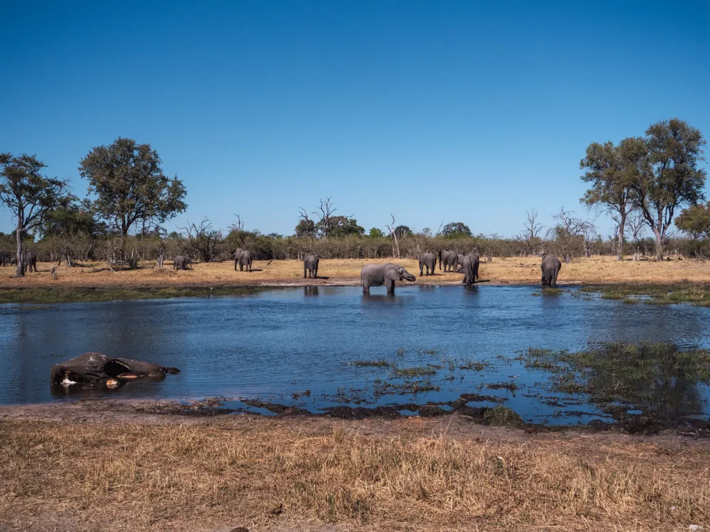 Elephants in khwai, Botswana