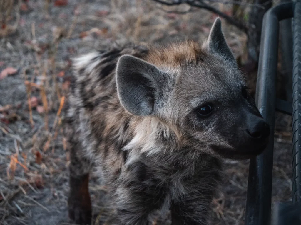 Young spotted hyena, Botswana