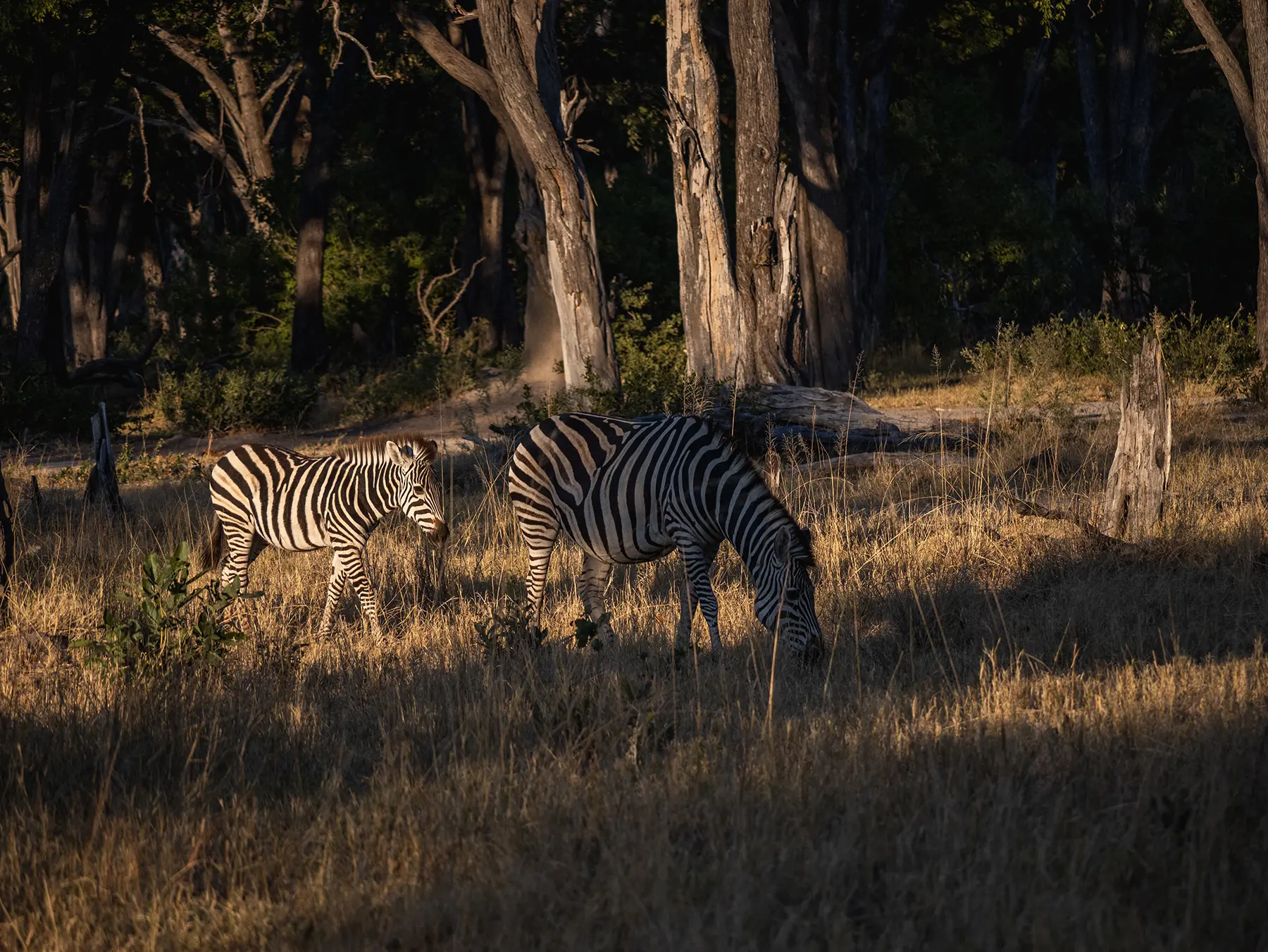 Zebra in Moremi Game Reserve Botswana