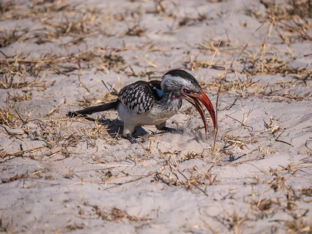 Red-billed hornbill in Moremi Game Reserve, Okavango Delta, Botswana