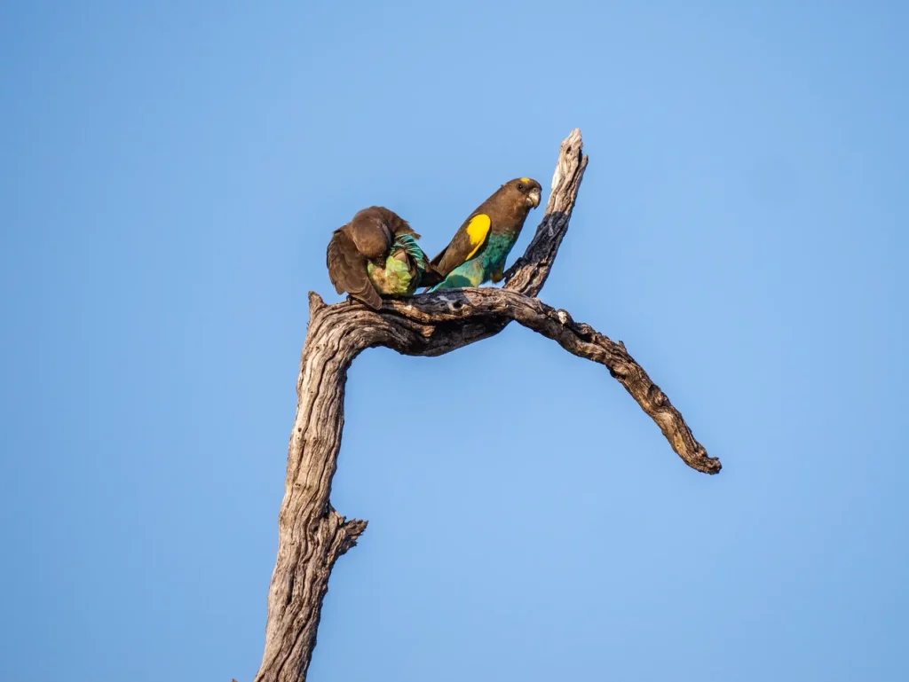 Meyer's parrot in Moremi Game Reserve, Okavango Delta, Botswana