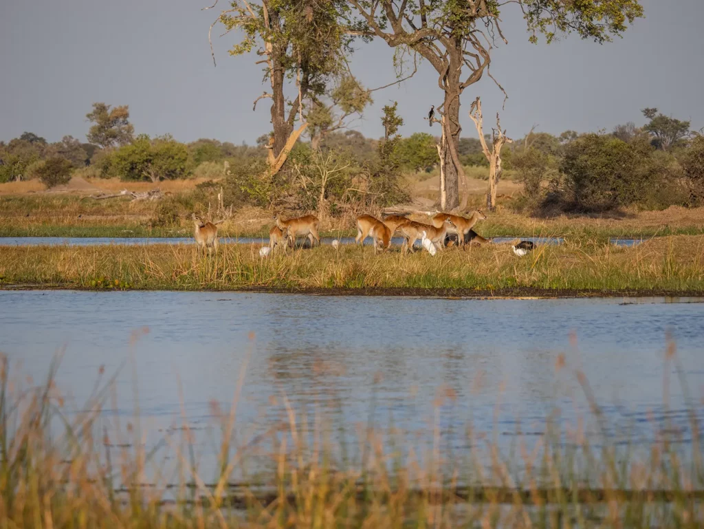 Red lechwes in Moremi Game, Okavango Delta, Reserve BotswanaRed lechwes in Moremi Game Reserve, Okavango Delta, Botswana