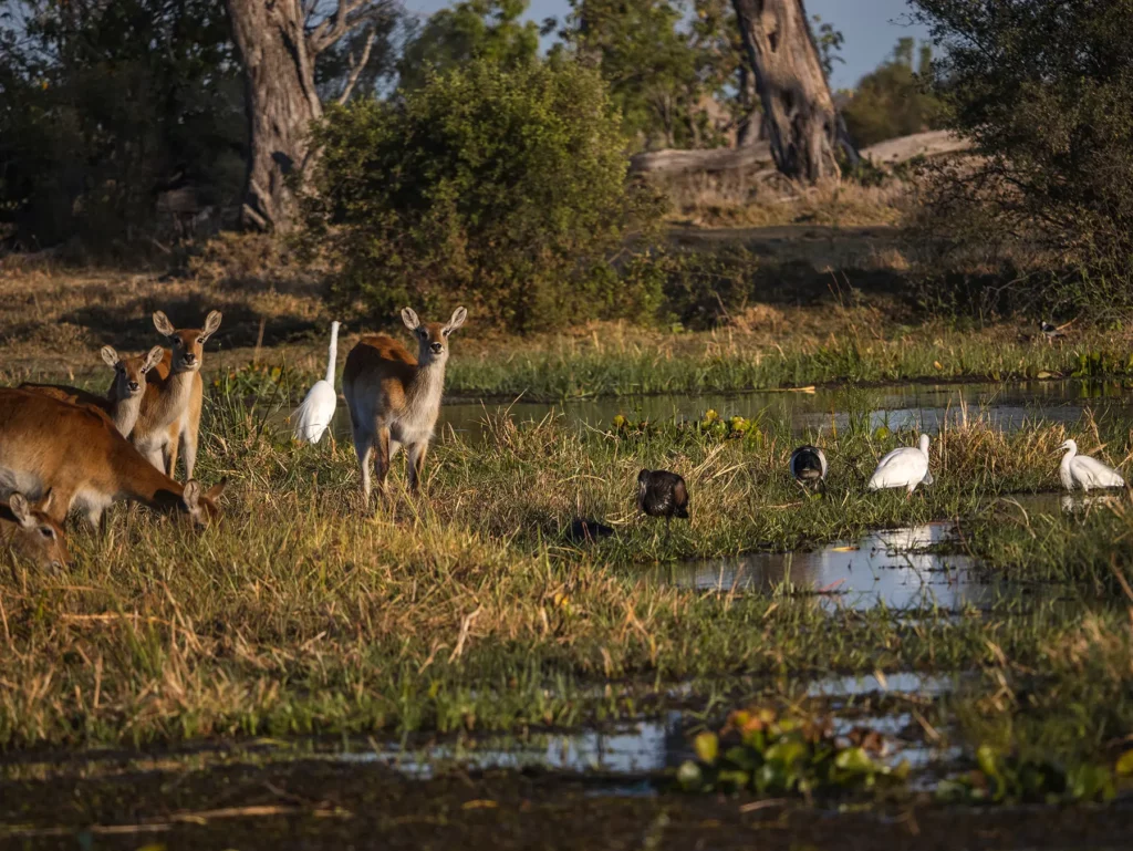 Red lechwes in Moremi Game, Okavango Delta, Reserve Botswana