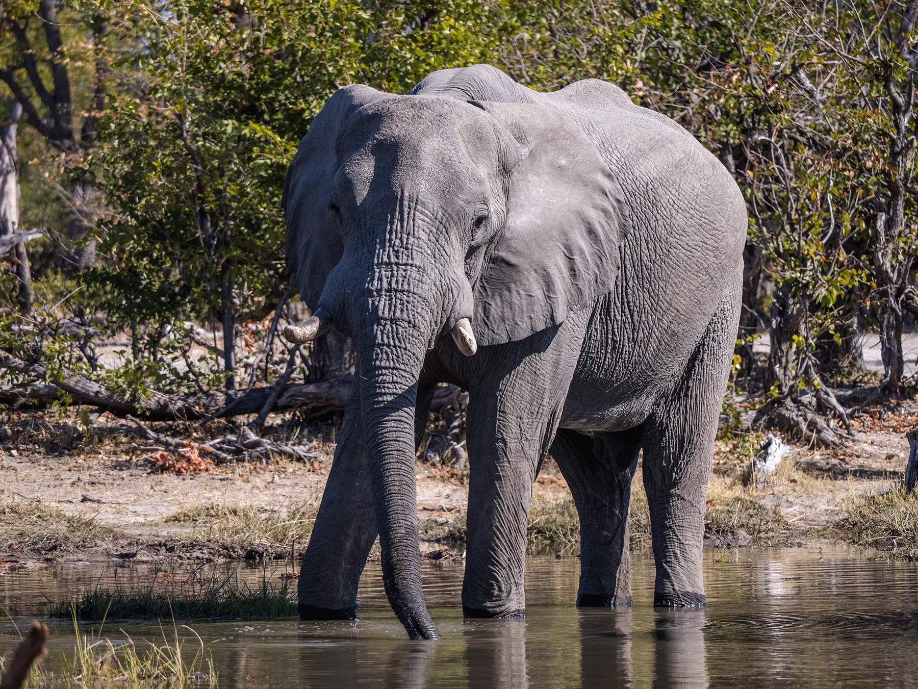 Elephants congregate around watering holes in the dry season.