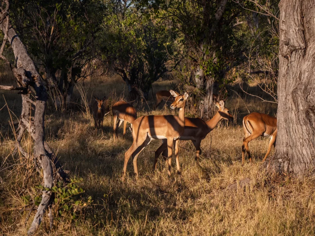 Impala in Moremi Game Reserve, Okavango Delta, Botswana