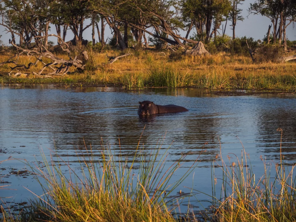 Hippo in Moremi Game Reserve, Okavango Delta, Botswana