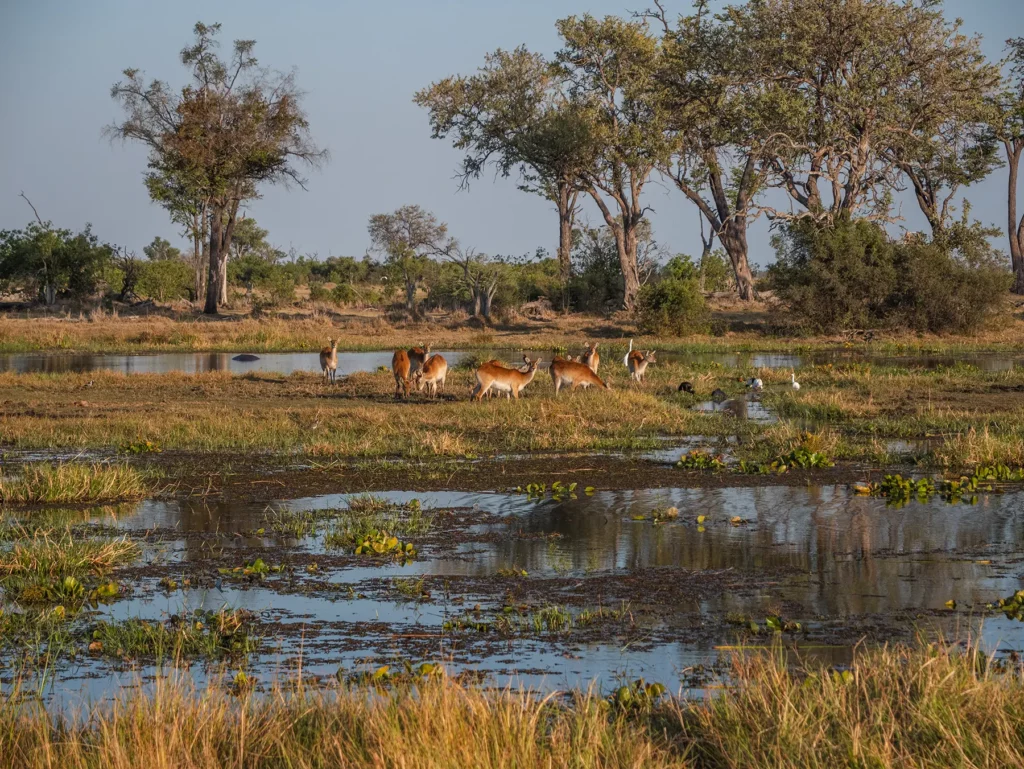 Red lechwes in Moremi Game, Okavango Delta, Reserve Botswana
