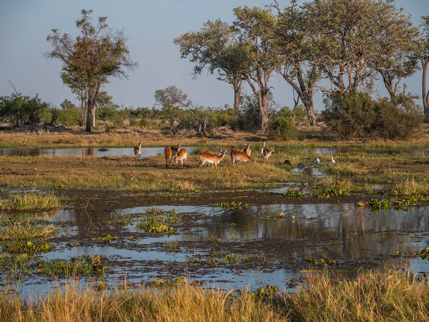 Red lechwes in Moremi Game Reserve, Okavango Delta, Reserve Botswana