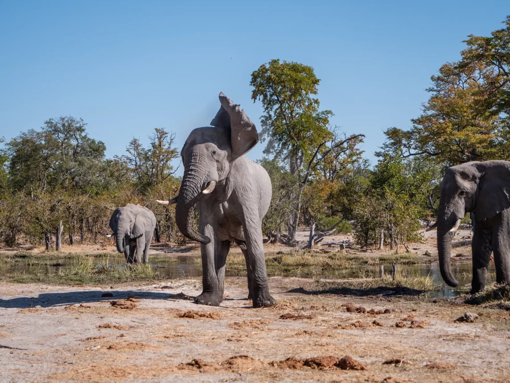Bull elephant in Moremi Game Reserve, Okavango Delta, Botswana