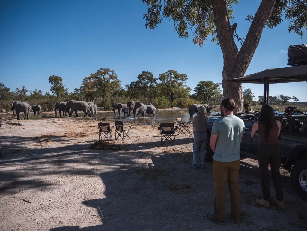 Close encounter with some elephants in Moremi Game Reserve, Botswana