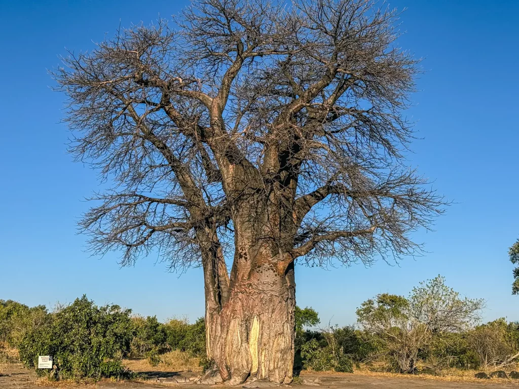 Ancient baobab tree in Botswana