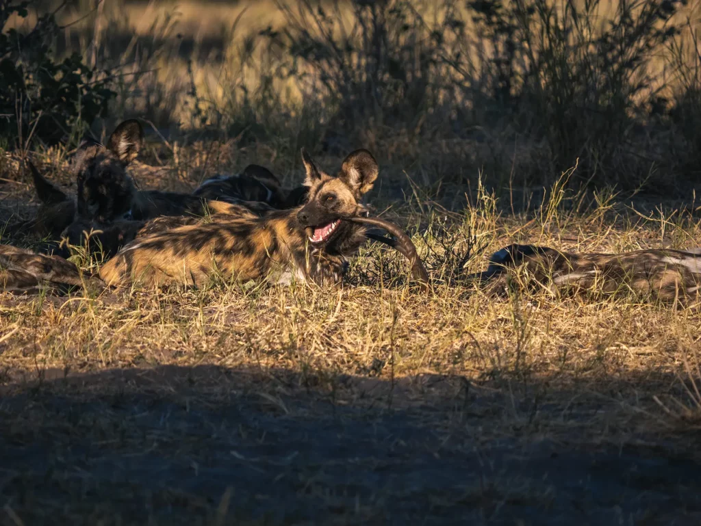 Wild dogs resting during the day in Savuti, Botswana