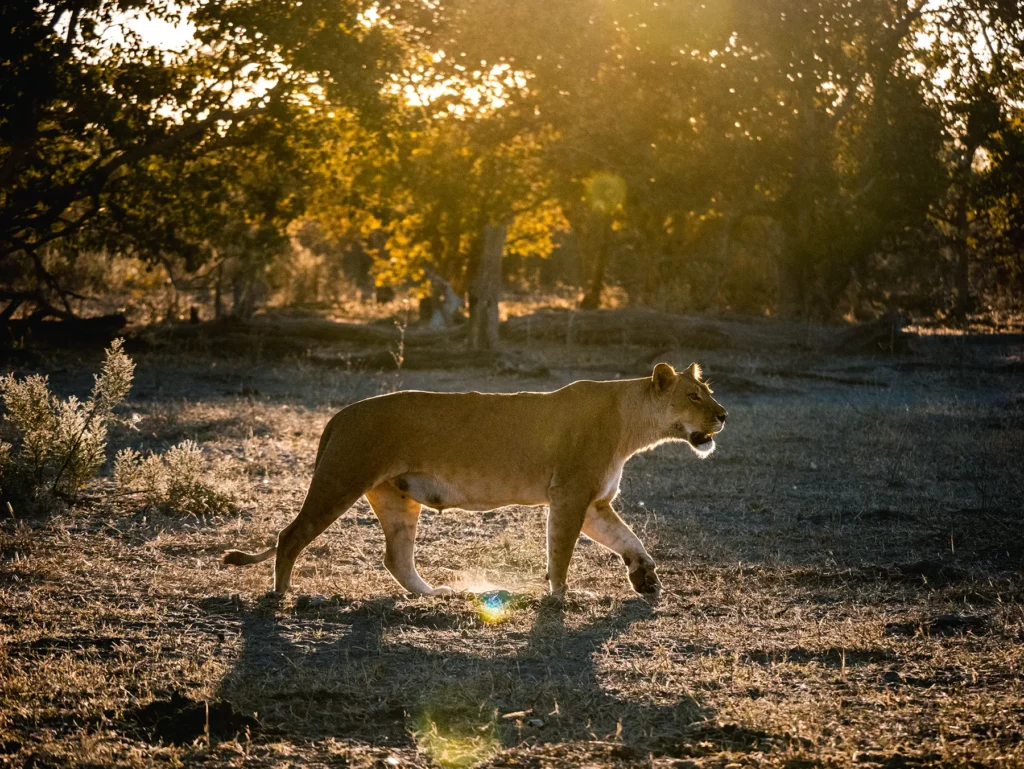 Lioness in golden hour in Savuti, Chobe National Park, Botswana