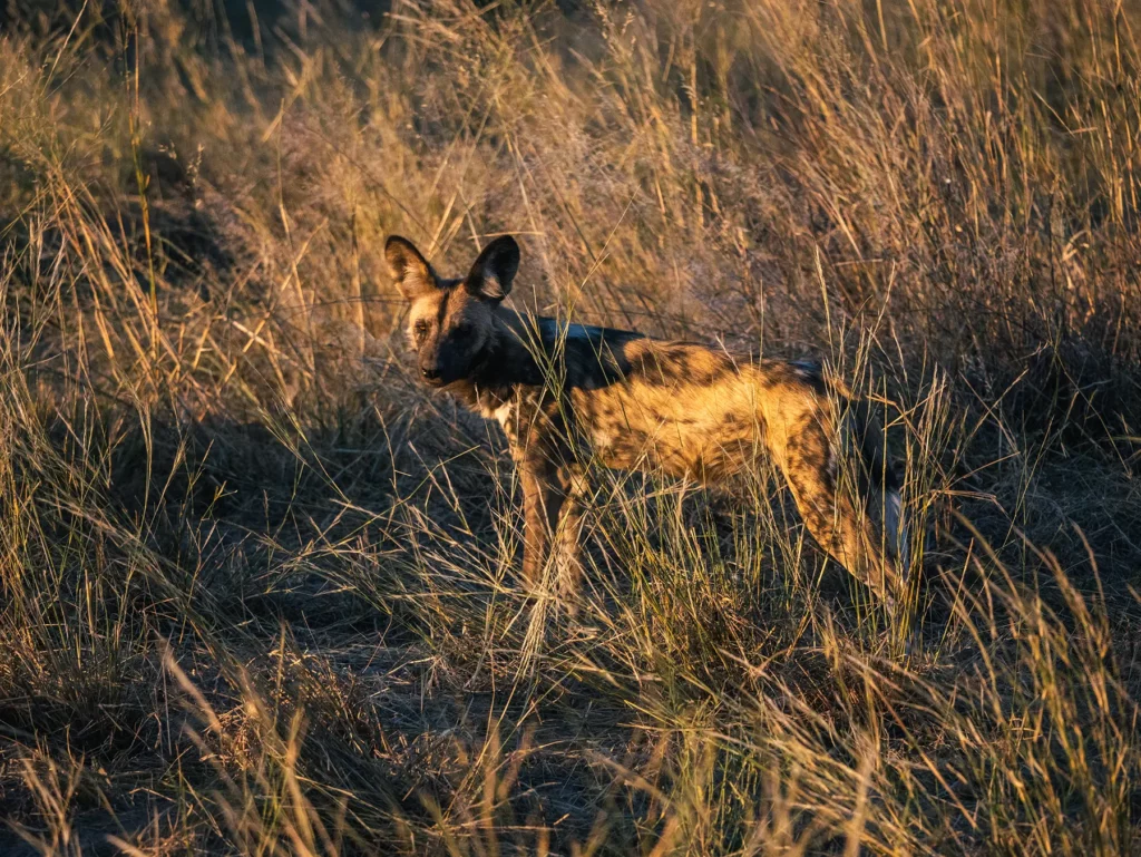 Wild dog in Savuti, Chobe National Park, Botswana