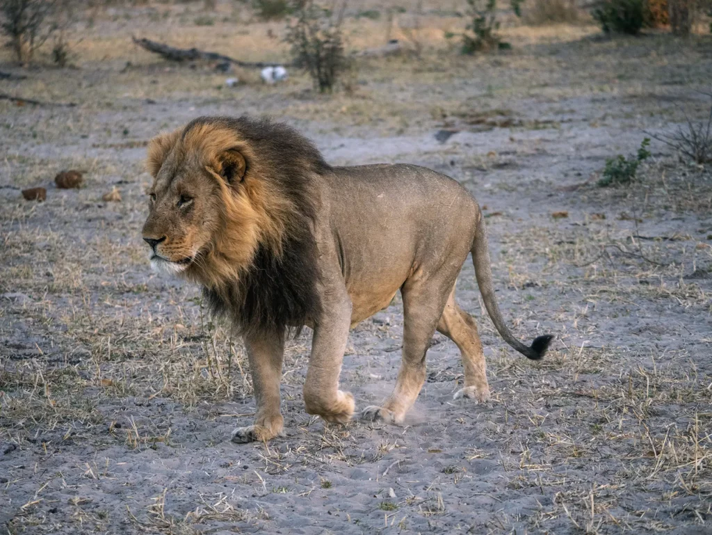 Black-maned male lion in Botswana