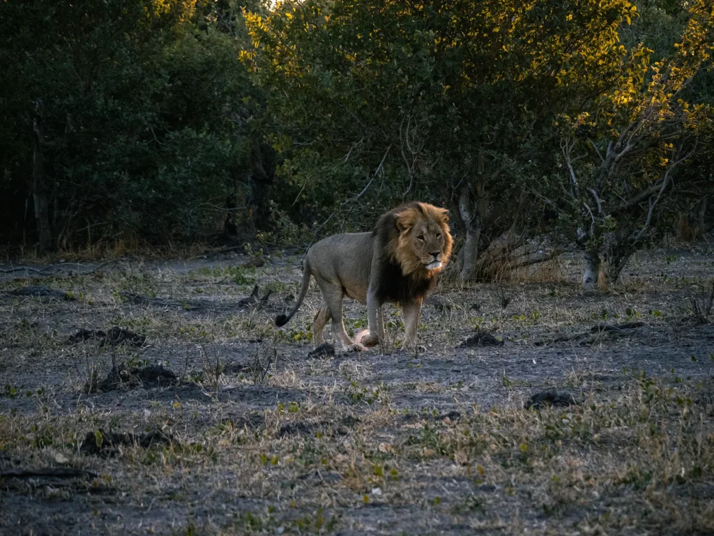 Black-maned male lion in Botswana