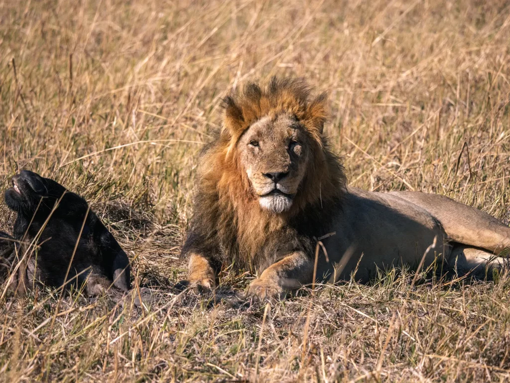 Male lion in Savuti, Chobe National Park, Botswana