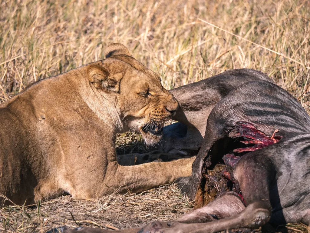 Lioness with wildebeest kill in Savuti, Botswana